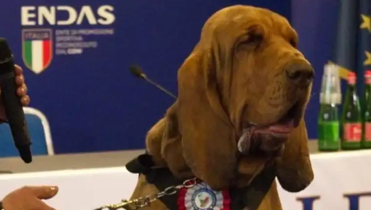 Arama Köpeğine Çivili Sosisle Suikast: Zihinleri Saran Olayın Detayları