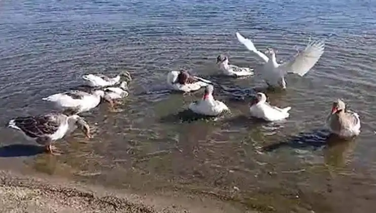 Deniz Keyfi Yüzünden Kapalı Kumbara: Kazlar Kümese Kapatıldı