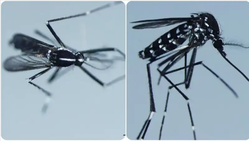 Chikungunya Virüsü Hakkında Bilmeniz Gereken Her Şey: Belirtiler ve Yayılma Alanı