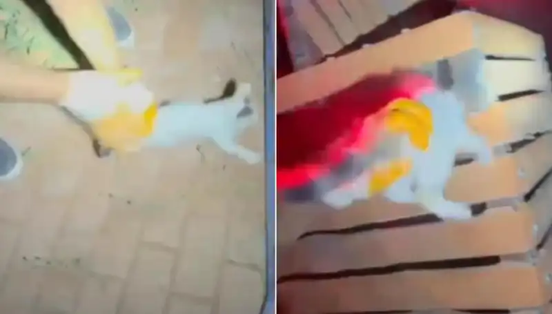 Gece Yarısı: İtfaiye Ekibi Kediyi Kurtarmak İçin Seferber Oldu