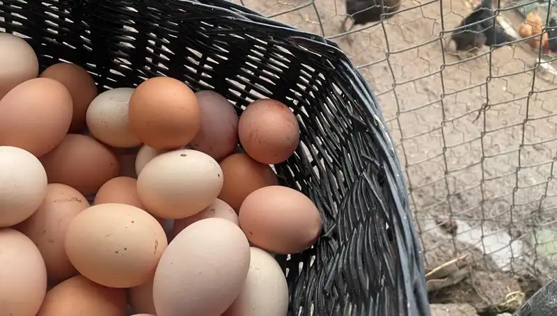 Dünyanın En Ucuz Proteini: Okul Çağındaki Çocuklara Beslenme Desteği