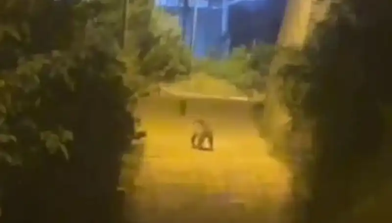 Gümüşhane Merkezine Ayı İndi, Şehir Halkı Şaşkın!