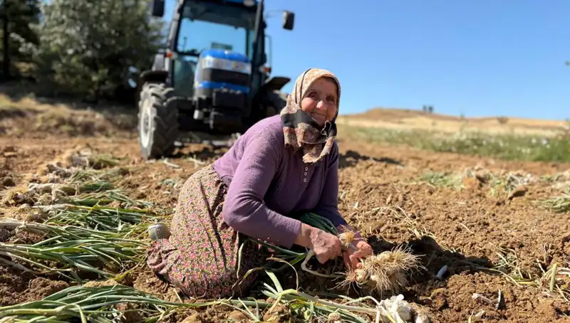 Selenyum Yüklü Tarım Ürünleri: Günlük 1200 Liraya Toplanan Düşük Maliyetli Mucizeler