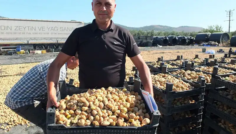 Balıkesir'de Yeni Hasat Sezonu: Çin ve Rusya Pazarlarına Açılan Kapı