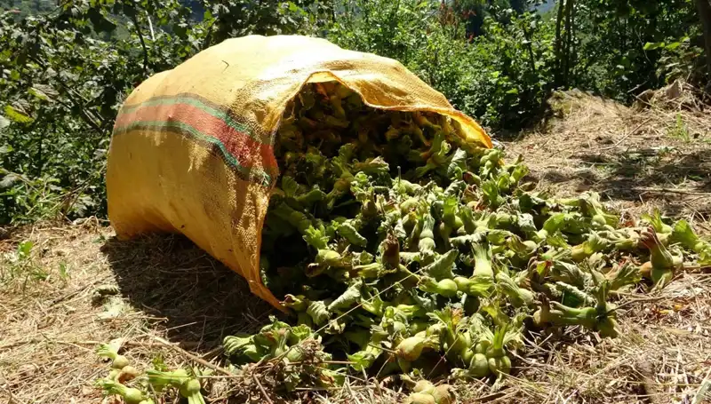 Giresun’da Fındık Hasadı: Bereketli Mevsim Başladı!