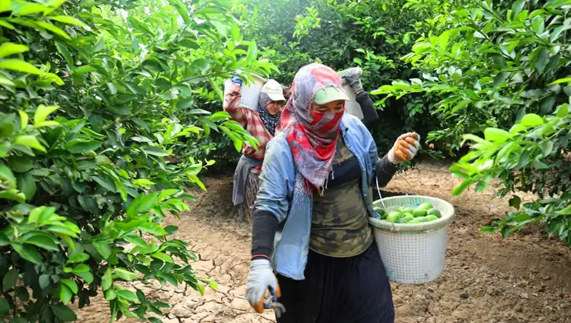 Marketlerde Patates Fiyatları Düşmeye Başlayacak mı? Yeni Hasat Müjdesi Geldi!